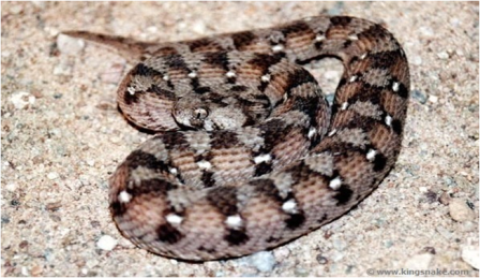 Samples of Ghanaian Fauna