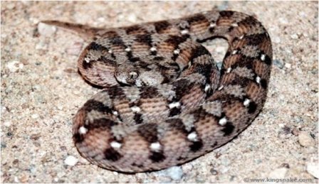 Samples of Ghanaian Fauna