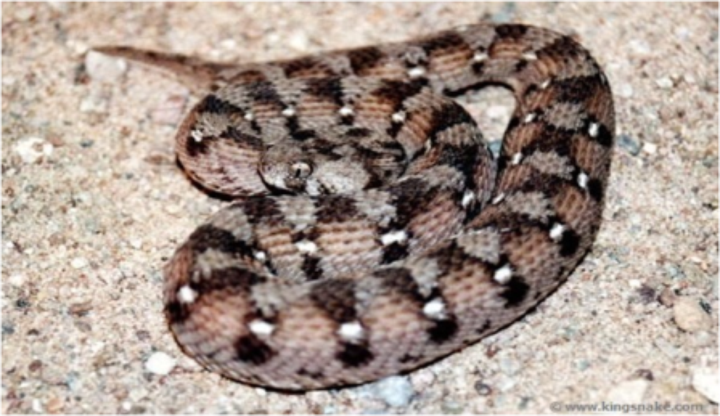 Samples of Ghanaian Fauna