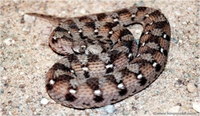 Samples of Ghanaian Fauna