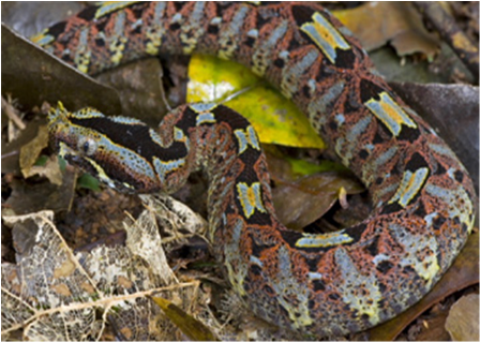 Samples of Ghanaian Fauna
