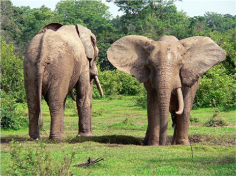 Samples of Ghanaian Fauna