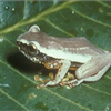 Samples of Ghanaian Fauna