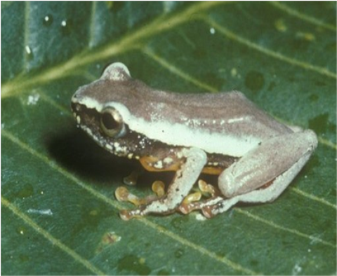 Samples of Ghanaian Fauna
