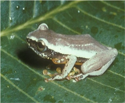 Samples of Ghanaian Fauna