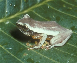 Samples of Ghanaian Fauna