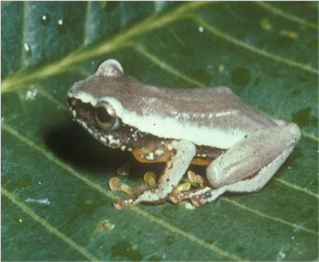 Samples of Ghanaian Fauna