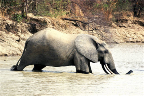Samples of Ghanaian Fauna