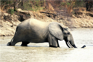 Samples of Ghanaian Fauna