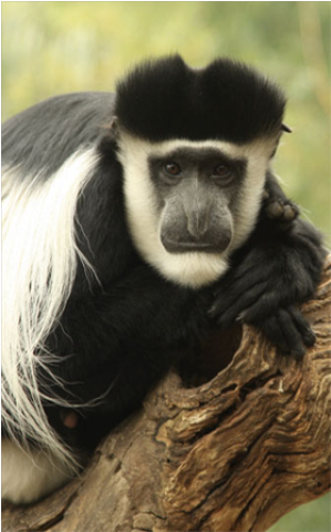 Samples of Ghanaian Fauna