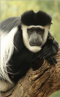 Samples of Ghanaian Fauna