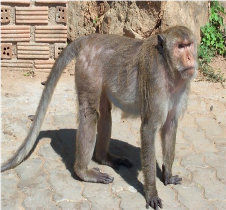 Samples of Ghanaian Fauna