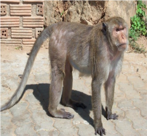 Samples of Ghanaian Fauna