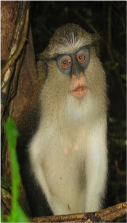 Samples of Ghanaian Fauna