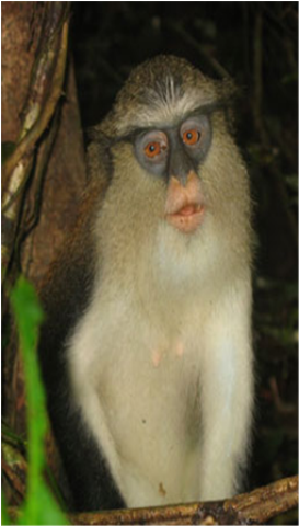 Samples of Ghanaian Fauna