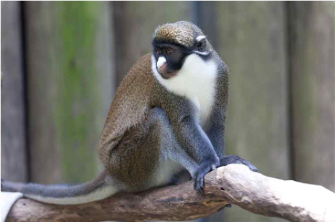 Samples of Ghanaian Fauna