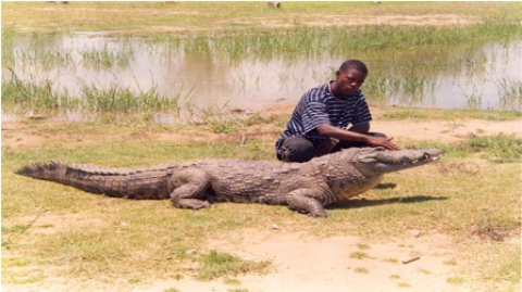 Samples of Ghanaian Fauna