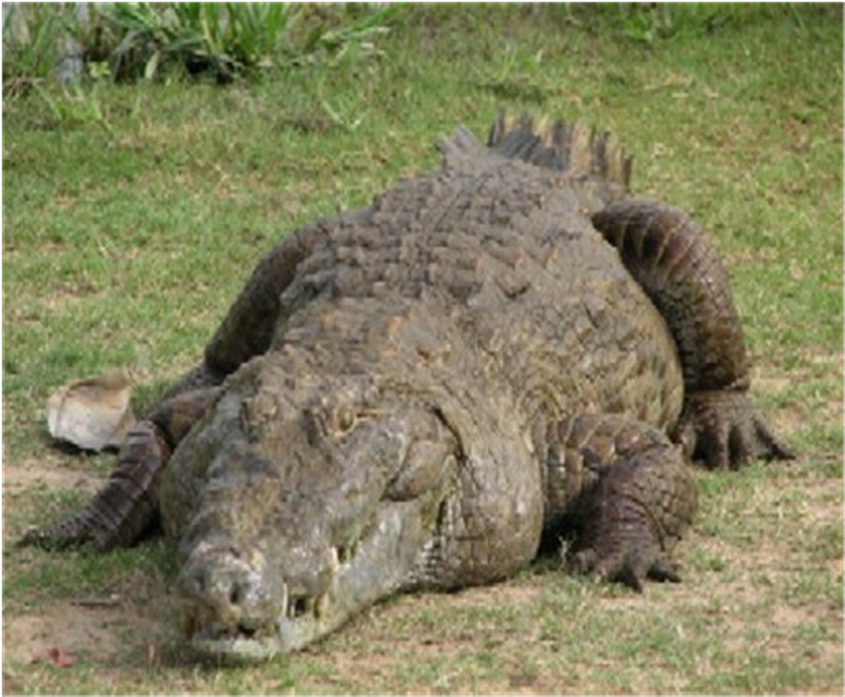 Samples of Ghanaian Fauna