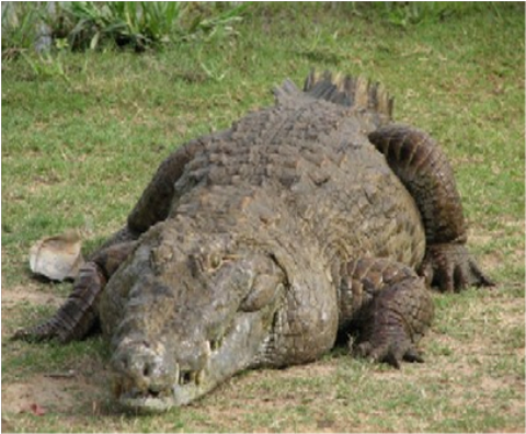 Samples of Ghanaian Fauna