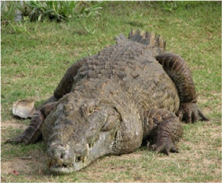 Samples of Ghanaian Fauna