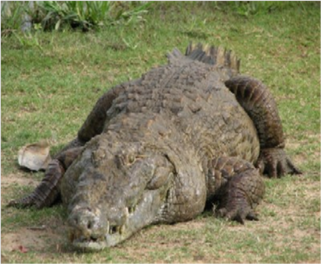Samples of Ghanaian Fauna