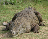 Samples of Ghanaian Fauna