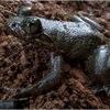 Samples of Ghanaian Fauna
