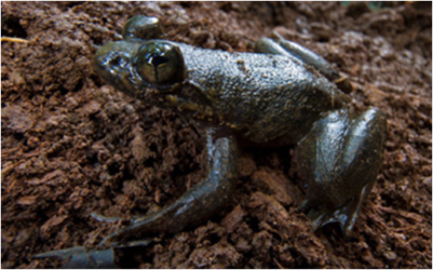 Samples of Ghanaian Fauna