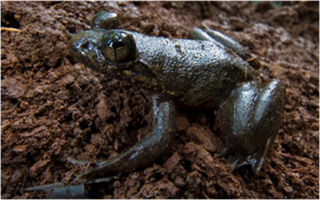 Samples of Ghanaian Fauna
