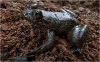 Samples of Ghanaian Fauna