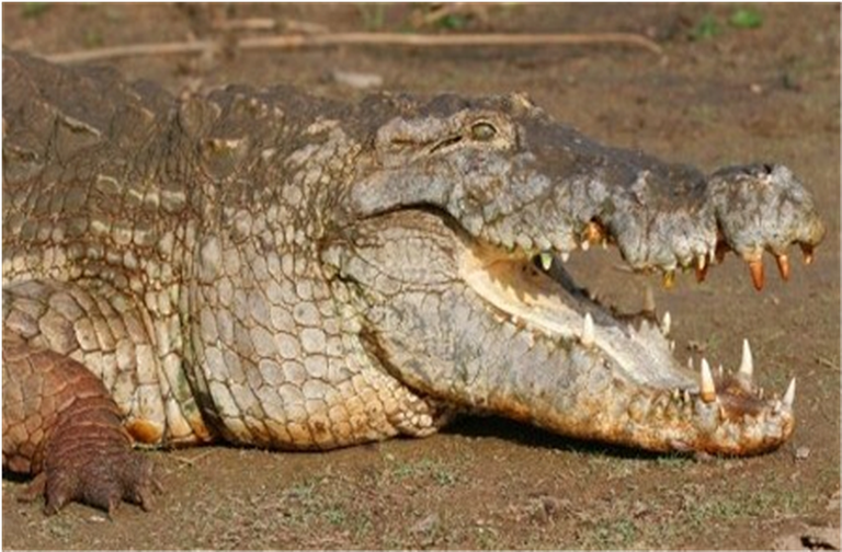 Samples of Ghanaian Fauna