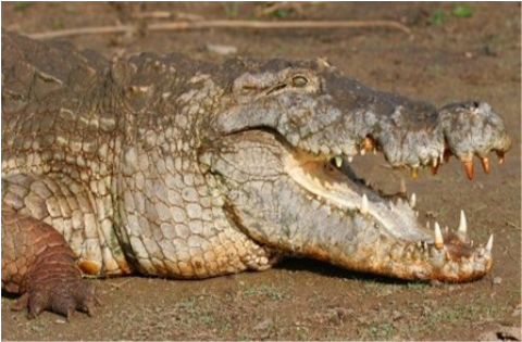Samples of Ghanaian Fauna