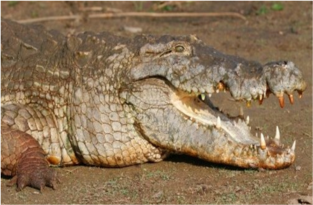 Samples of Ghanaian Fauna