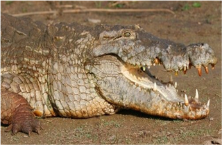Samples of Ghanaian Fauna