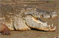 Samples of Ghanaian Fauna
