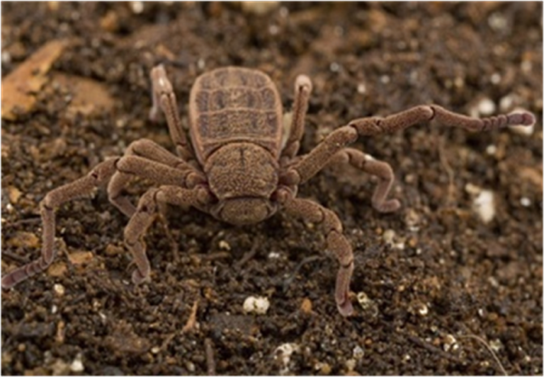 Samples of Ghanaian Fauna