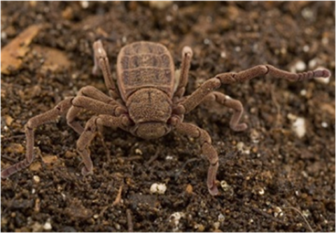 Samples of Ghanaian Fauna