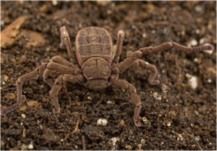 Samples of Ghanaian Fauna