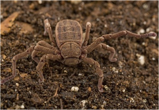 Samples of Ghanaian Fauna