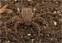Samples of Ghanaian Fauna