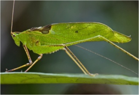 Samples of Ghanaian Fauna