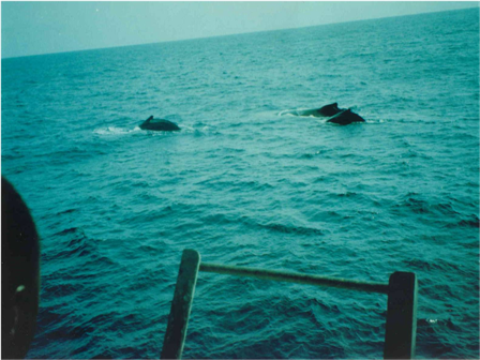 Samples of Ghanaian Fauna