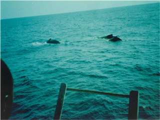 Samples of Ghanaian Fauna