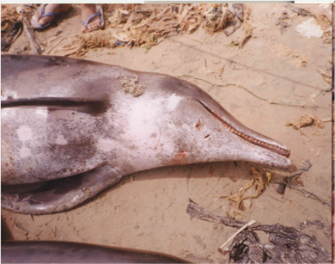 Samples of Ghanaian Fauna