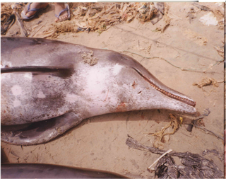 Samples of Ghanaian Fauna