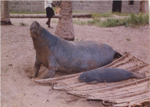 Samples of Ghanaian Fauna