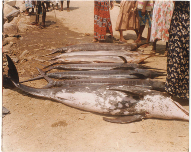 Samples of Ghanaian Fauna