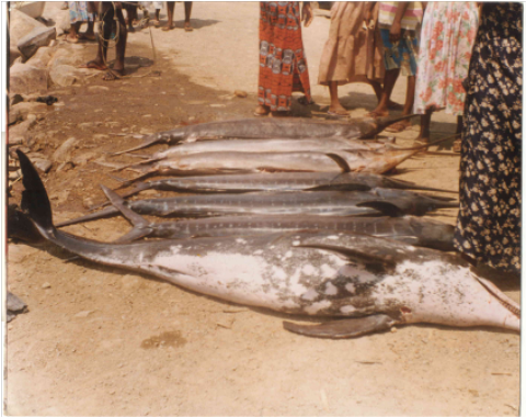Samples of Ghanaian Fauna