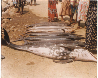Samples of Ghanaian Fauna
