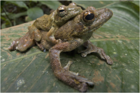 Samples of Ghanaian Fauna